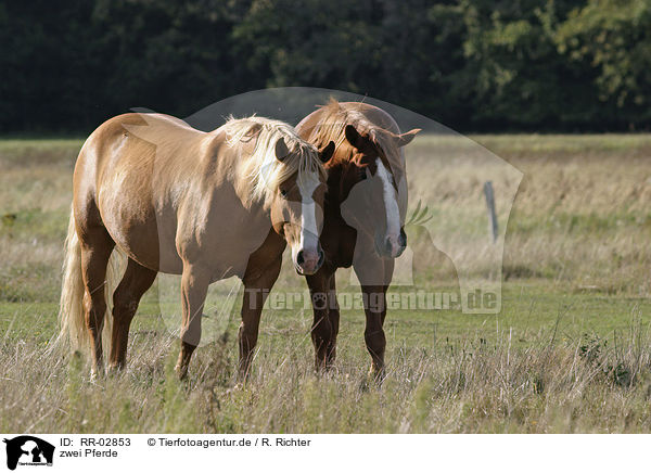zwei Pferde / RR-02853