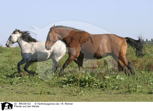 Pferde auf der Weide / horses / RR-06102