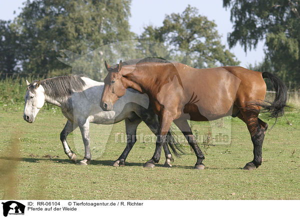 Pferde auf der Weide / horses / RR-06104