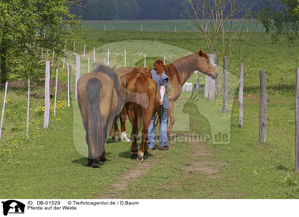 Pferde auf der Weide / horses / DB-01529
