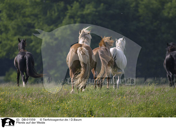Pferde auf der Weide / horses / DB-01559