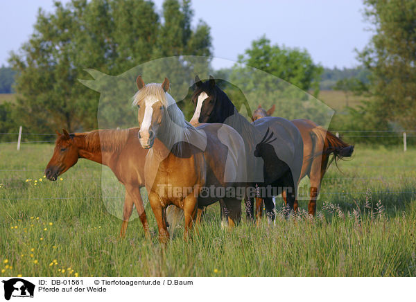 Pferde auf der Weide / horses / DB-01561