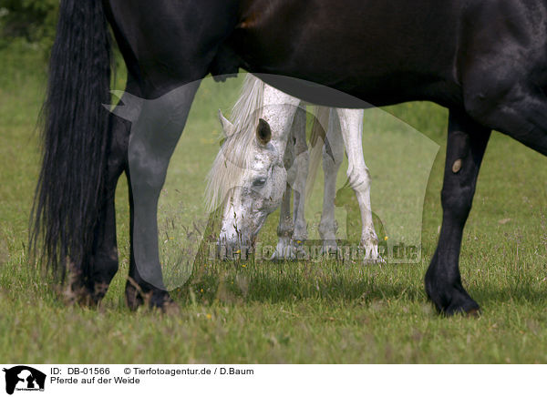 Pferde auf der Weide / horses / DB-01566