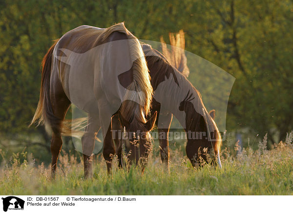Pferde auf der Weide / horses / DB-01567