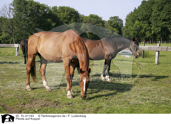 Pferde auf Koppel / two horses / FL-01193