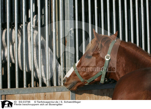 Pferde beschnuppern sich an Boxengitter / horses sniffing at each other / SS-03796