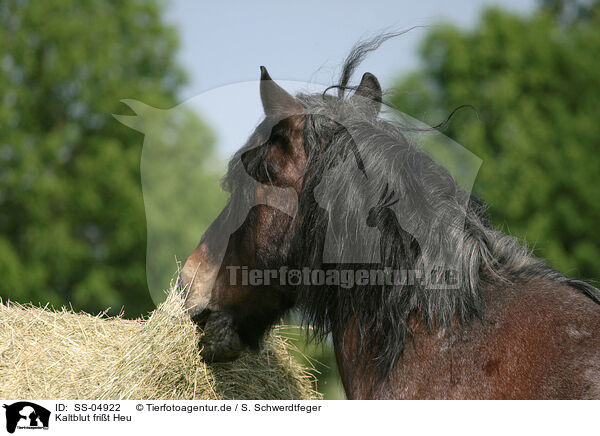 Kaltblut frit Heu / eating cart horse / SS-04922