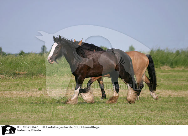 trabende Pferde / SS-05047