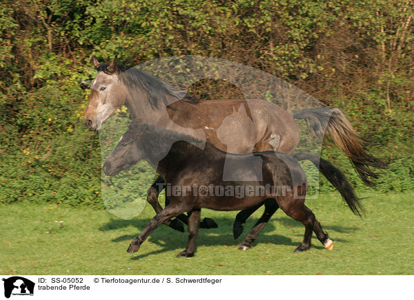 trabende Pferde / trotting horses / SS-05052