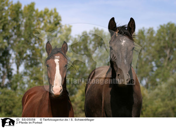 2 Pferde im Portrait / SS-05058