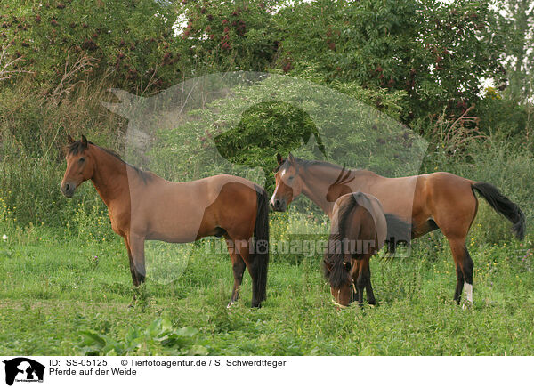 Pferde auf der Weide / SS-05125