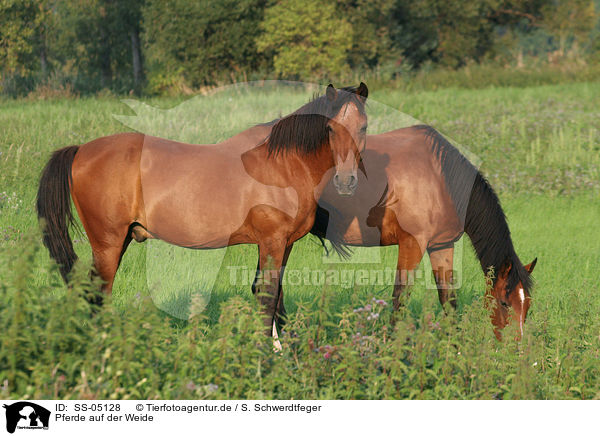 Pferde auf der Weide / SS-05128
