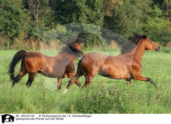 galoppierende Pferde auf der Weide / SS-05130