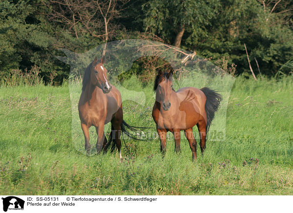 Pferde auf der Weide / SS-05131