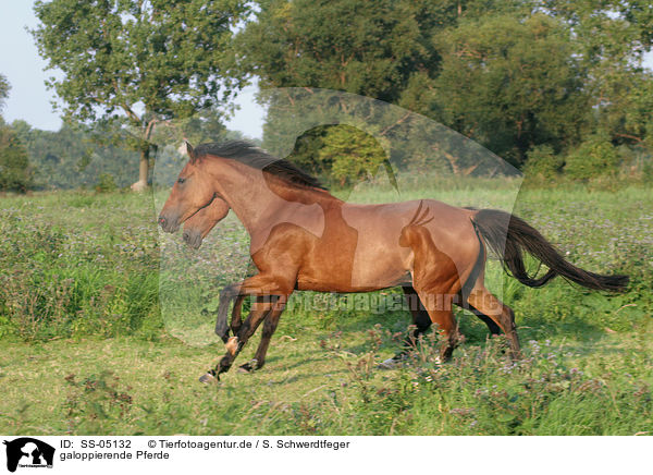 galoppierende Pferde / SS-05132