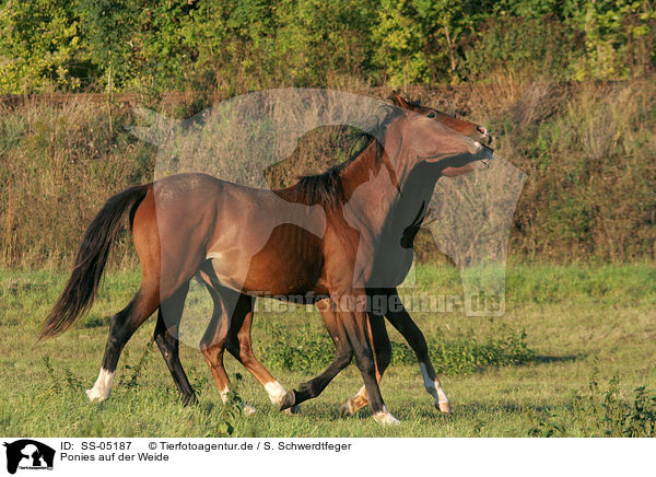 Ponies auf der Weide / ponies in the meadow / SS-05187