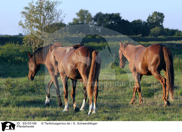 Pferdeherde / herd of horses / SS-05196