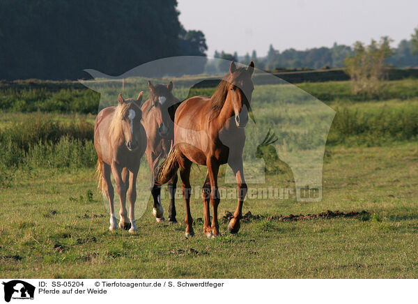 Pferde auf der Weide / SS-05204