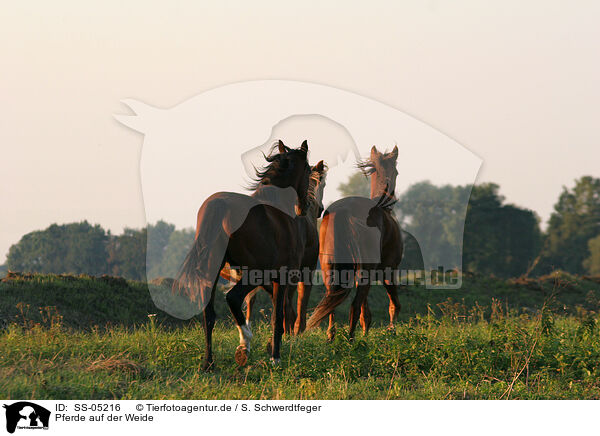 Pferde auf der Weide / SS-05216