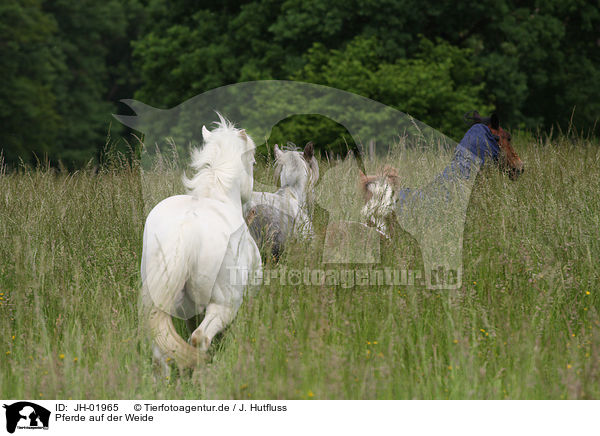 Pferde auf der Weide / horses on meadow / JH-01965
