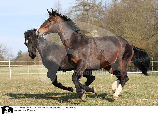 rennende Pferde / JH-02148