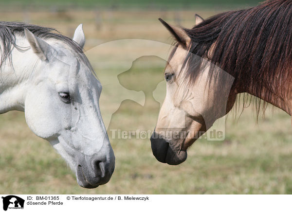 dsende Pferde / dozing horses / BM-01365