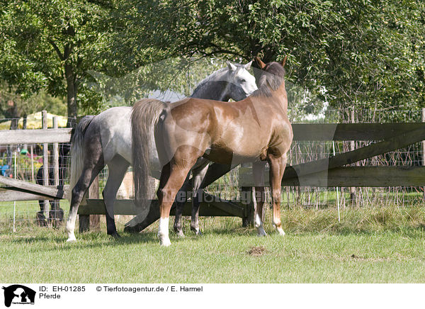 Pferde / horses / EH-01285