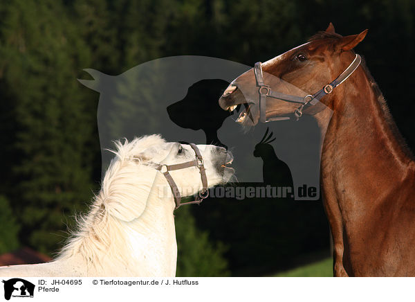 Pferde / horses / JH-04695