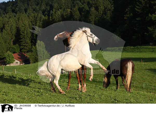 Pferde / JH-04698