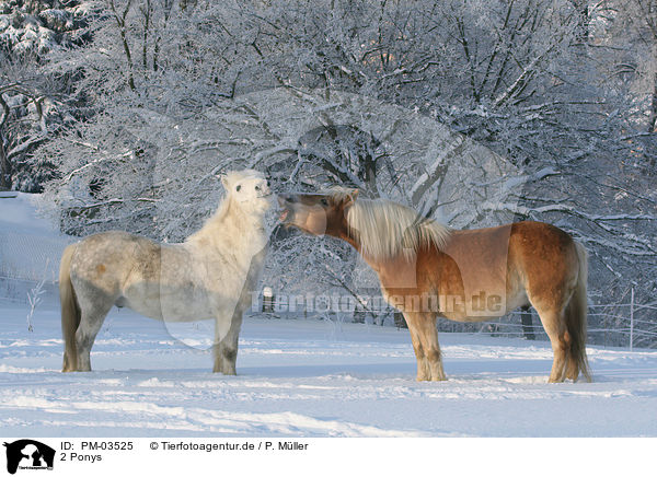 2 Ponys / 2 horses / PM-03525