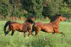 galoppierende Pferde auf der Weide