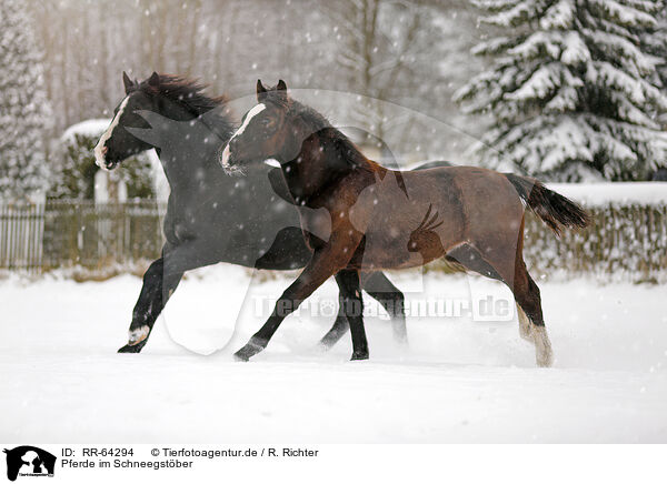 Pferde im Schneegstber / RR-64294