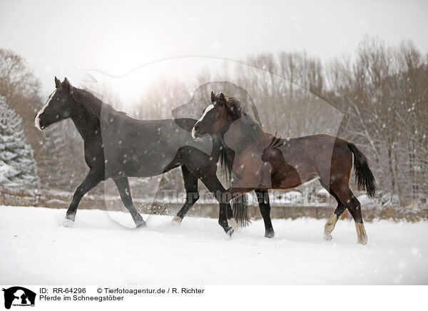 Pferde im Schneegstber / RR-64296