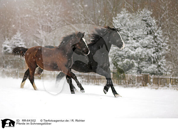Pferde im Schneegstber / RR-64302