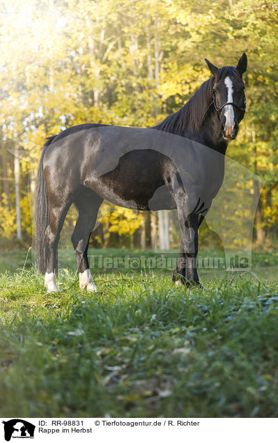 Rappe im Herbst / Black horse in autumn / RR-98831