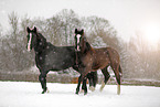 Pferde im Schneegstber