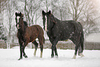 Pferde im Schneegstber