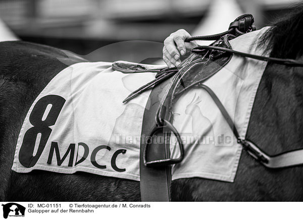 Galopper auf der Rennbahn / Gallopers on the racetrack / MC-01151