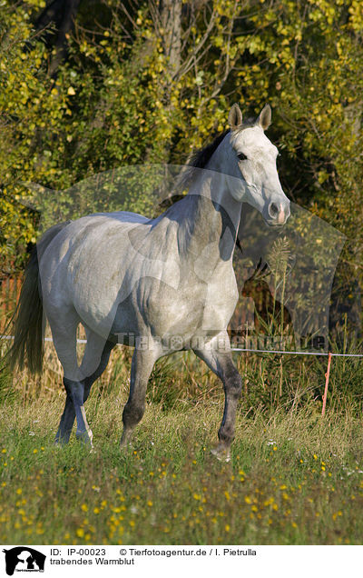 trabendes Warmblut / running horse / IP-00023