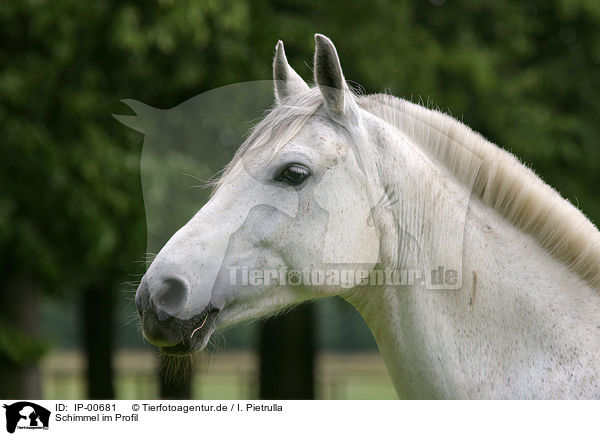 Schimmel im Profil / white horse / IP-00681