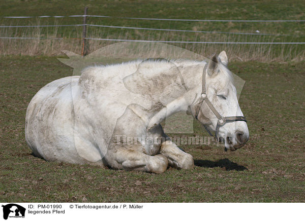 liegendes Pferd / lying horse / PM-01990