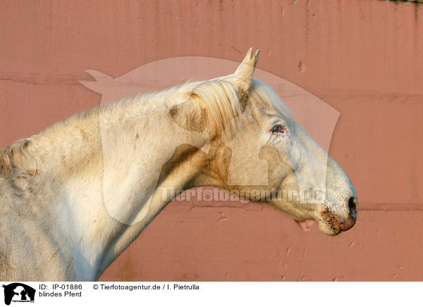 blindes Pferd / IP-01886