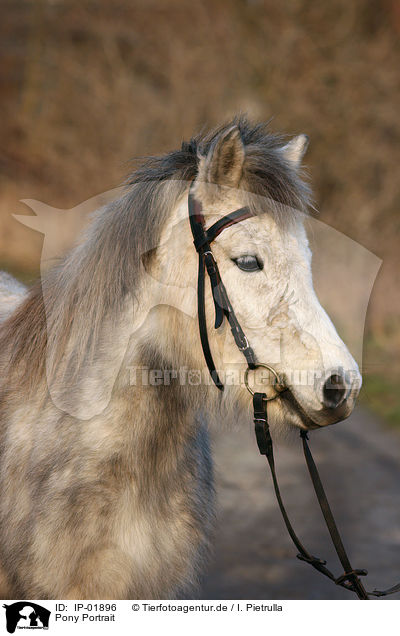 Pony Portrait / Pony Portrait / IP-01896