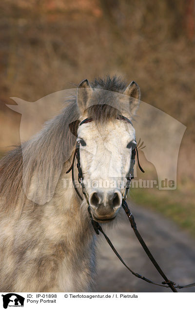 Pony Portrait / Pony Portrait / IP-01898