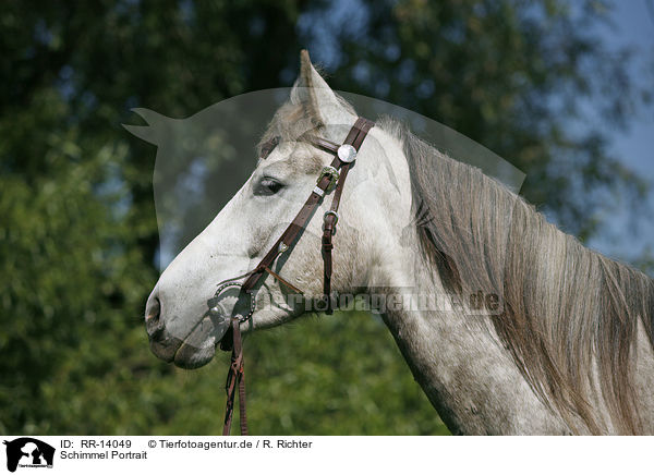 Schimmel Portrait / white horse / RR-14049