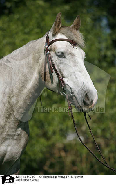 Schimmel Portrait / white horse / RR-14050