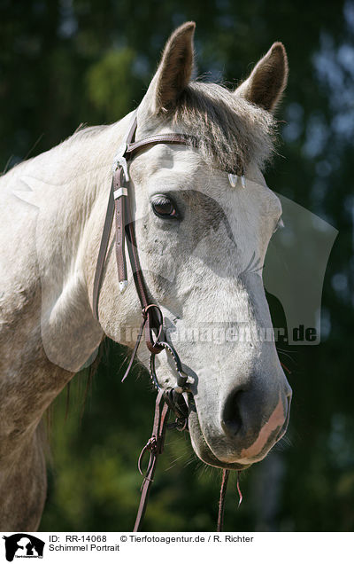 Schimmel Portrait / white horse / RR-14068