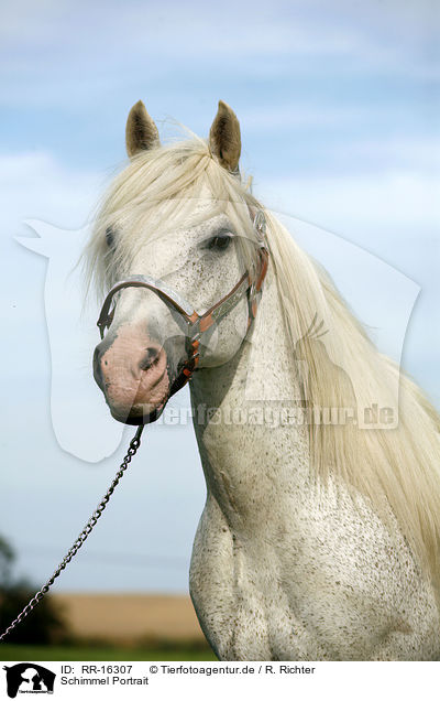Schimmel Portrait / white Horse Portrait / RR-16307