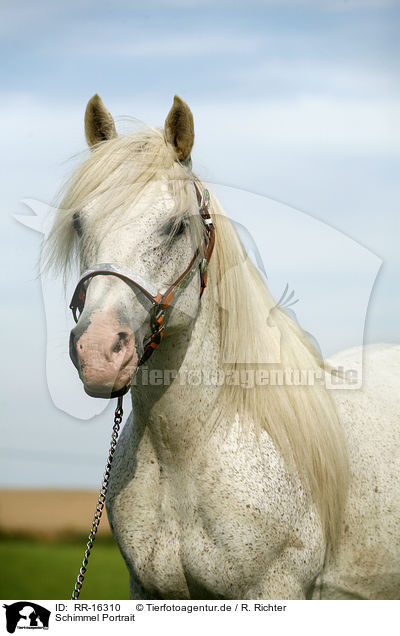Schimmel Portrait / white Horse Portrait / RR-16310