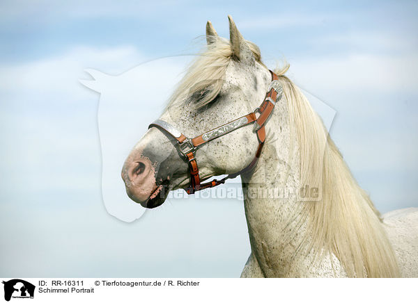 Schimmel Portrait / white Horse Portrait / RR-16311